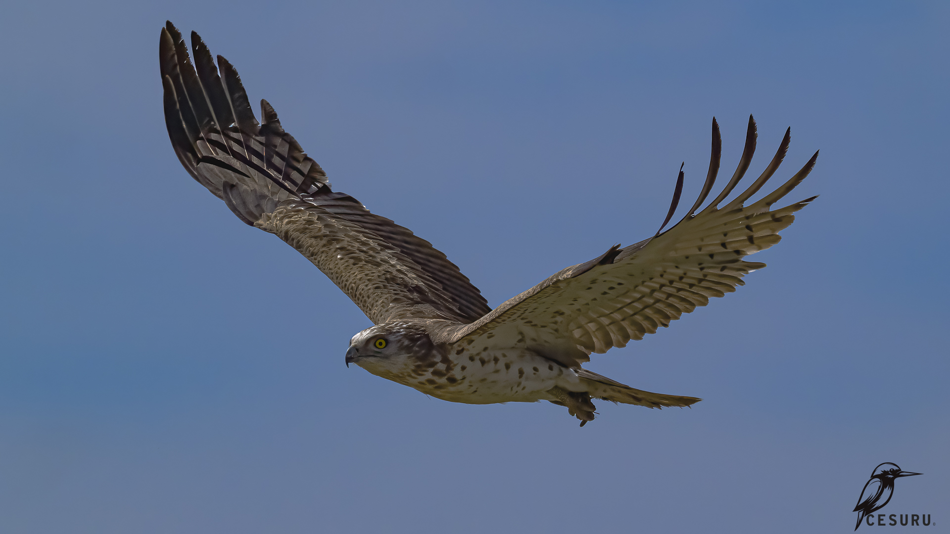 Short-toed Snake-Eagle — Ana fotoğraf